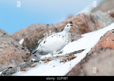 Le lagopède alpin (Lagopus mutus) femelle adulte en plumage d'hiver, marchant sur un affleurement de granit sur Cairn Gorm Banque D'Images