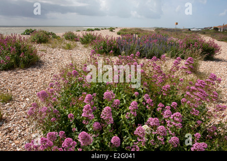 La valériane rouge & flora à shingle Pagham Beach, West Sussex Banque D'Images