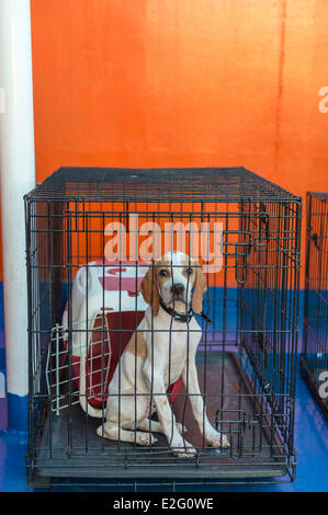 Le port du Pirée à Athènes Grèce Attica en chien de chasse au cours de la cage de ferry du Îles Cyclades Banque D'Images