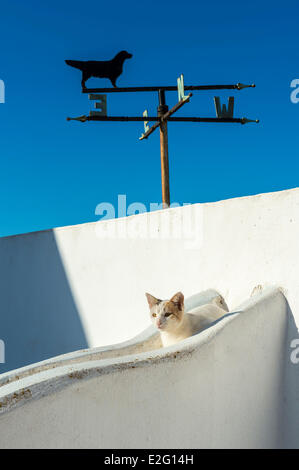 Grèce Îles Cyclades Sikinos Chora de l'île d'établissement Kastro un chat sur le toit Banque D'Images