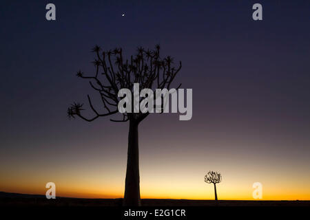 La Namibie Karas Fish River Canyon Quiver Tree (Aloe dichotoma) in early morning light Banque D'Images