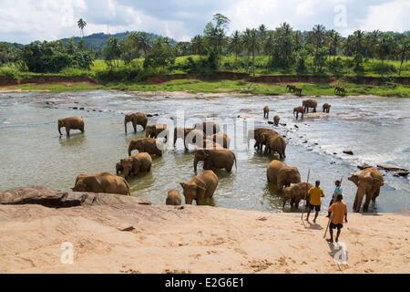 Sri Lanka Sud province district de Ratnapura éléphants éléphants orphelinat Pinnawala (Elephas maximus) dans la rivière Banque D'Images