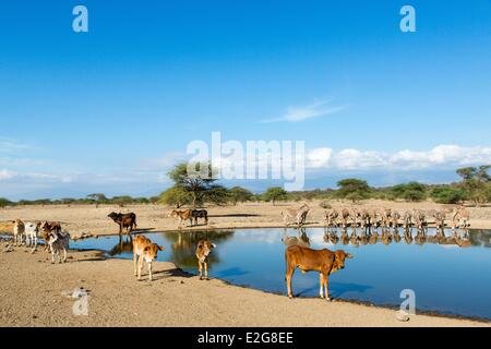 Kenya Lac Magadi bovins à waterpoint Masai Banque D'Images