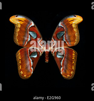 De près de l'attacus atlas butterfly isolé sur fond noir Banque D'Images