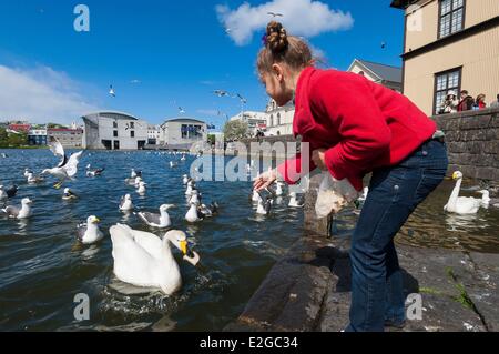 L'Islande Reykjavik Nourrir les oiseaux sur le lac Tjornin Banque D'Images