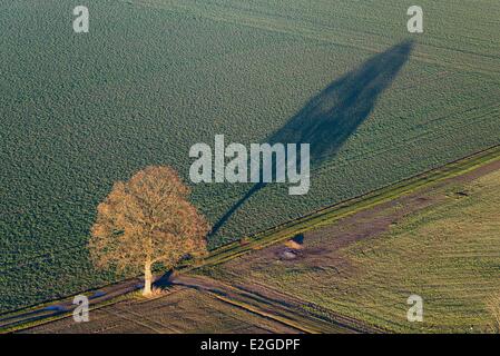 France Eure Boissy Lamberville arbre et son ombre (vue aérienne) Banque D'Images