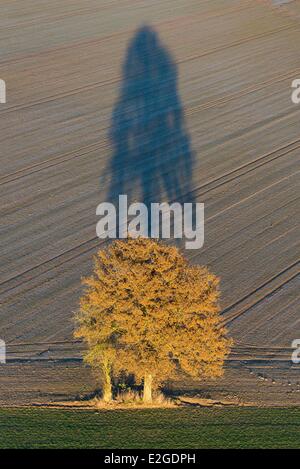 France Eure Boissy Lamberville arbre et son ombre (vue aérienne) Banque D'Images