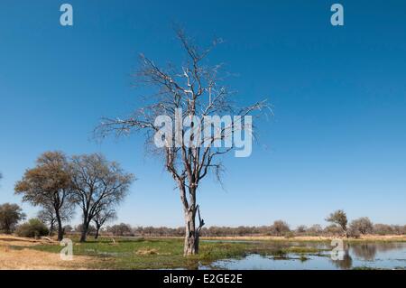 District du Nord-Ouest Botswana Okavango Delta paysage Banque D'Images