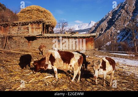 Vallées Kalash Khyber Pakhtunkhwa au Pakistan vallée Bumburet Krakal village (2150m) avant d'étable des vaches en hiver les tiges et les feuilles de maïs sont stockés sur des toits étable pour être utilisé comme litière pour le bétail du clan des chèvres et moutons pendant les mois d'hiver Banque D'Images