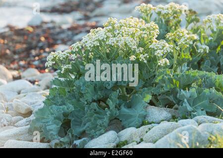 Finistere Fouesnant Glenan Archipel kale Crambe maritima (mer) sur l'île Saint Nicolas Banque D'Images