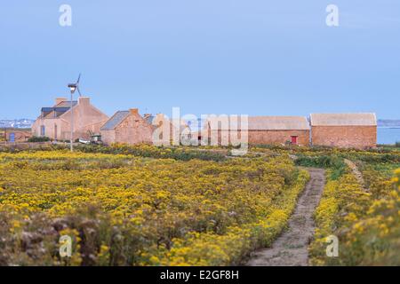 France Finistère Le Conquet ferme sur l'île de Quemenes en archipel de Molene Banque D'Images