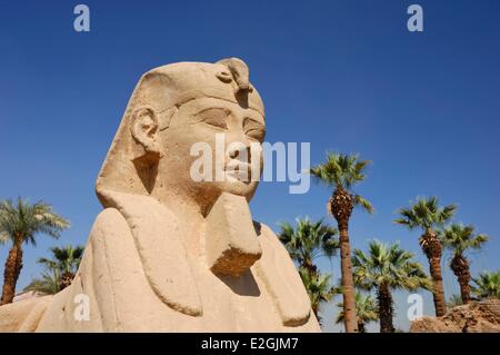 La Haute Egypte Egypte Luxor temple inscrit au Patrimoine Mondial par l'UNESCO Allée de sphinx Criosphinx dromos avec tête de ram et son corps de lion remodelé par Pharaon Nectanebo première à son image et à la recherche à droite Banque D'Images