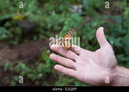 Papillon monarque sur la main d'un homme à la Réserve de biosphère du papillon monarque à Cerro Pelon Banque D'Images