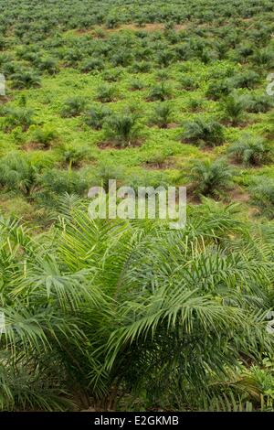 L'île de Sumatra en Indonésie la province d'Aceh, Bireun-Takengon road plantation de palmier à huile Banque D'Images