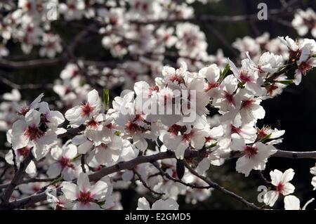Amande (Prunus dulcis) fleurs Banque D'Images