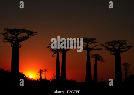 Madagascar Région de Menabe Morondava Baobab Alley voir sur Adansonia grandidieri au coucher du soleil Banque D'Images