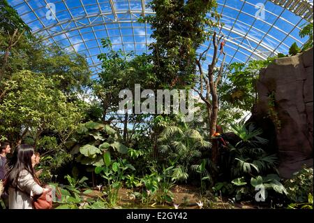 France Paris Parc Zoologique de Paris (Zoo de Vincennes) Les visiteurs d'admirer un ara rouge (Ara macao) au Guyana sous biozone Grande Serre (serre) Banque D'Images