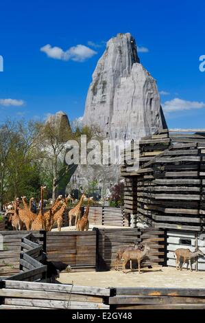 France Paris Parc Zoologique de Paris (Zoo de Vincennes) groupe de 16 girafes (Giraffa camelopardalis) dans la biozone Sahel-Sudan en arrière-plan grand rocher qui est vue de zoo depuis 1934 Banque D'Images