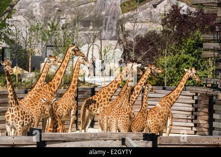 France Paris Parc Zoologique de Paris (Zoo de Vincennes) groupe des girafes (Giraffa camelopardalis) dans la biozone Sahel-Sudan en arrière-plan grand rocher qui est vue de zoo depuis 1934 Banque D'Images