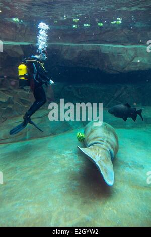 France Paris Parc Zoologique de Paris (Zoo de Vincennes) Biozone Guyane en Grande Serre (le grand serre) Lamantin des Antilles (Trichechus manatus manatus) plongeur du bassin avec des salades d'alimentation Banque D'Images