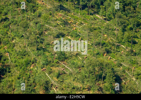 Schellenberger Wald, forêt des tempêtes avec dommages causés le 9 juin 2014, vue aérienne, Essen, Ruhr, Rhénanie du Nord-Westphalie