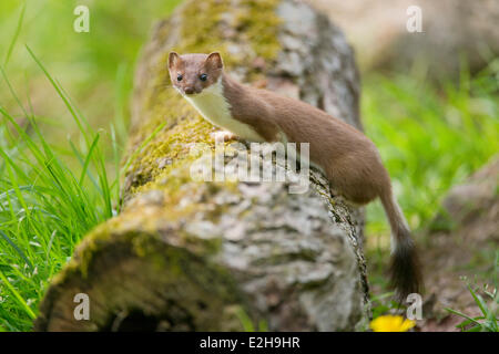 Hermine (Mustela erminea) en pelage d'été, captive, Basse-Saxe, Allemagne Banque D'Images