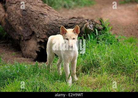 Dingo (Canis familiaris dingo), l'Australie Banque D'Images