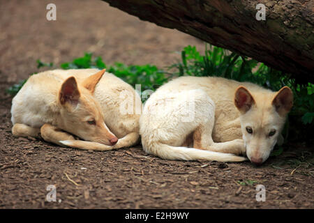 Les dingos (Canis familiaris dingo), l'Australie Banque D'Images