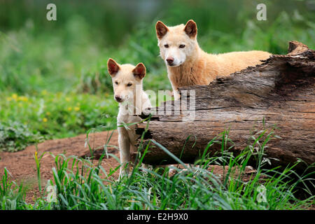 Les dingos (Canis familiaris dingo), l'Australie Banque D'Images