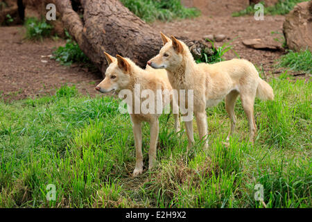 Les dingos (Canis familiaris dingo), l'Australie Banque D'Images