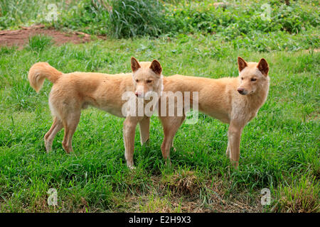 Les dingos (Canis familiaris dingo), l'Australie Banque D'Images