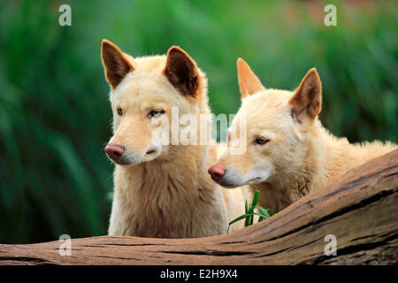 Les dingos (Canis familiaris dingo), l'Australie Banque D'Images