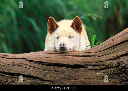 Dingo (Canis familiaris dingo), l'Australie Banque D'Images