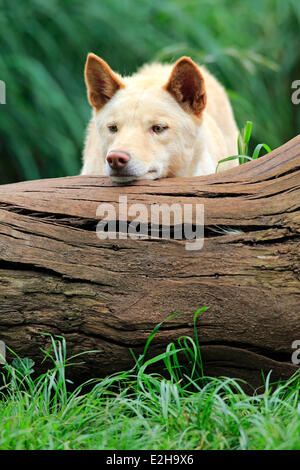 Dingo (Canis familiaris dingo), l'Australie Banque D'Images