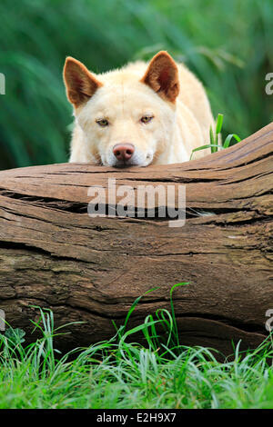 Dingo (Canis familiaris dingo), l'Australie Banque D'Images