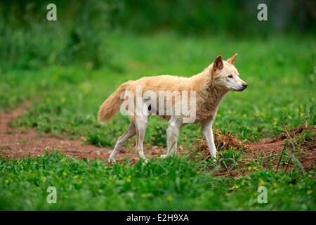 Dingo (Canis familiaris dingo), l'Australie Banque D'Images