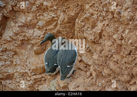 Le guillemot marmette commune ou des guillemots (Uria aalge), Helgoland, Schleswig-Holstein, Allemagne Banque D'Images