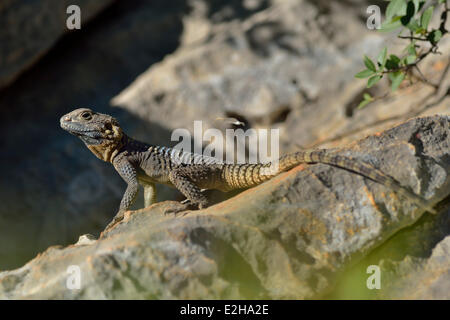 Hardun ou peint (Agama stellio Laudakia daani), mâle adulte, au soleil, la Lycie, Turquie Banque D'Images