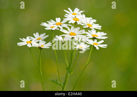Ox-eye Daisies (Leucanthemum vulgare), fleurs, Thuringe, Allemagne Banque D'Images