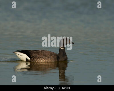 La Bernache cravant (Branta bernicla), Texel, à l'ouest de l'archipel Frison, province de la Hollande du Nord, Hollande, Pays-Bas Banque D'Images