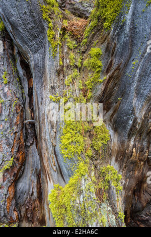 Lichen sur un cadavre de pin cembro (Pinus cembra) Banque D'Images