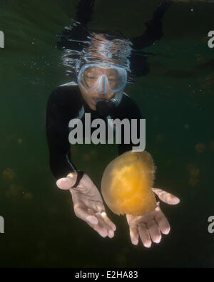 Plongée avec Tuba Femme regardant une méduse Mastigias papua (or), Jellyfish lake, lac d'eau salée intérieure, Eil Alcm, Palau Banque D'Images