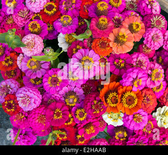 Un bouquet de fleurs dans les tons de rouge Banque D'Images