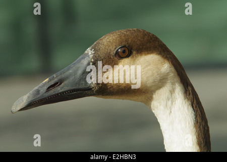 Oie cygnoïde sauvage AKA Chinese goose - Anser cygnoides Banque D'Images