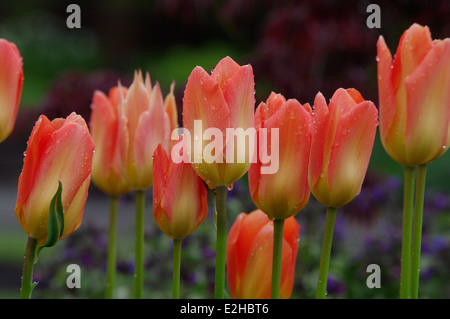 Tulipa EMPEREUR ORANGE Banque D'Images