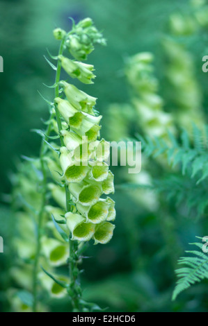 La digitale pourpre Digitalis fleurs jaune close up Banque D'Images