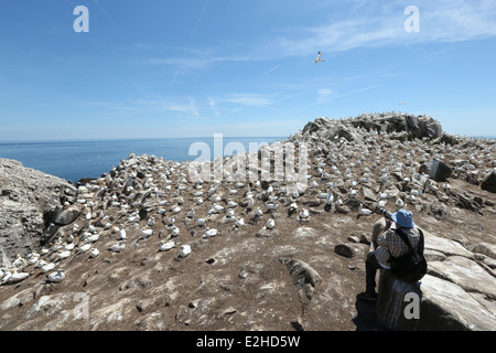 Un photographe se trouve en face d'un fou colonie de falaises sur l'île Great Saltee à Wexford, Irlande. Banque D'Images