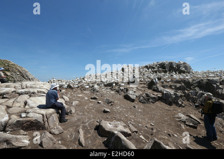 Les photographes et les observateurs d'oiseaux se tenir en face d'un fou colonie de falaises sur l'île Great Saltee à Wexford, Irlande. Banque D'Images