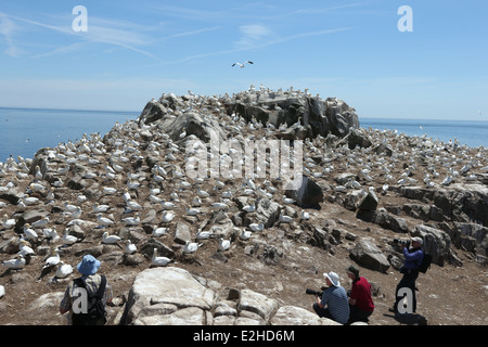 Les photographes et les observateurs d'oiseaux se tenir en face d'un fou colonie de falaises sur l'île Great Saltee à Wexford, Irlande. Banque D'Images