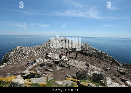 Les photographes et les observateurs d'oiseaux se tenir en face d'un fou colonie de falaises sur l'île Great Saltee à Wexford, Irlande. Banque D'Images